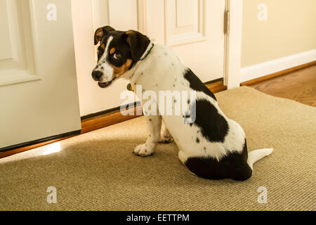 Chiot âgé de quatre mois, Jersey, attendant patiemment à la porte pour aller à l'extérieur, à Issaquah, Washington, USA. Banque D'Images