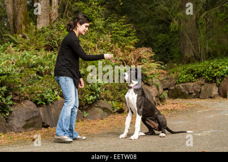 À l'âge de six mois, le Dogue Allemand chiot, Athena, d'être récompensé par une friandise pour faire un 'il' et 'Stay' dans Issaquah, Washington Banque D'Images