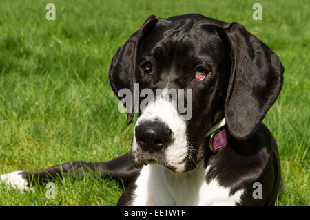 Six mois chiot Dogue Allemand, Athéna, se reposant dans son arrière-cour à l'ouest de l'État de Washington, USA Banque D'Images