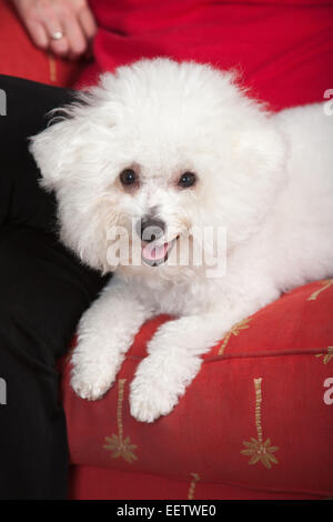 Pablo, un Bichon Frise chien assis sur le canapé avec son maître Banque D'Images