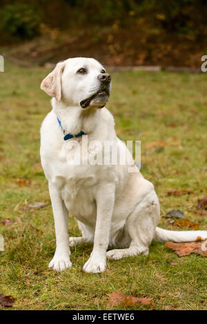 Murphy, English Labrador Retriever jaune, assis sur commande, dans un parc dans l'ouest de Washington, États-Unis Banque D'Images