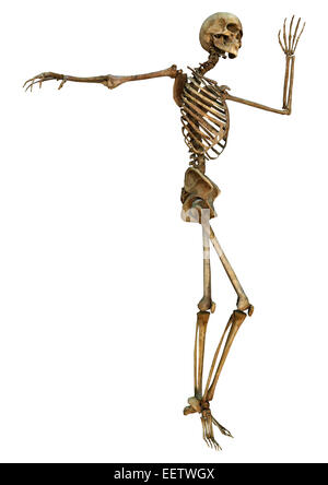 Numérique 3D render of a human skeleton danse isolé sur fond blanc Banque D'Images