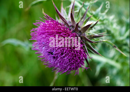 Chardon musqué à fleurs, Carduus nutans, fleur pourpre avec coléoptères de fleurs, Brassicogethes aeneus, sur pâturage du fond, Berkshire, Ju Banque D'Images