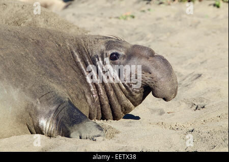 L'éléphant mâle arriver sur la plage d'abord, le transport hors de l'océan et l'établissement de territoires. Banque D'Images