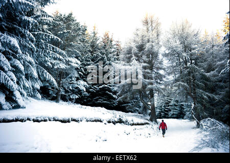 Une famille à travers la neige nuit walker treks le long d'une piste forestière dans une lointaine glen écossais Banque D'Images