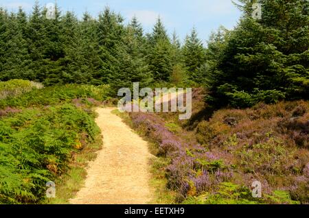 Bois au-dessus de la grotte près de Machrie King sur l'île d'Arran, Ecosse Banque D'Images