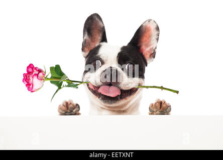 Petit chien avec rose dans la bouche Banque D'Images