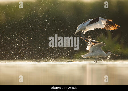 Paire d'Avocette Recurvirostra avosetta chassant chaque sur le point d'accouplement avec backllit mate autres pulvérisation d'eau Banque D'Images