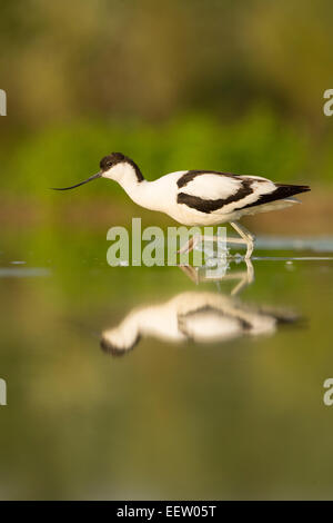 Seule Avocette Recurvirostra avosetta à propos de décoller avec reflet dans l'eau Banque D'Images