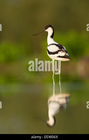 Seule Avocette Recurvirostra avosetta alerte permanent dans l'eau avec la réflexion Banque D'Images