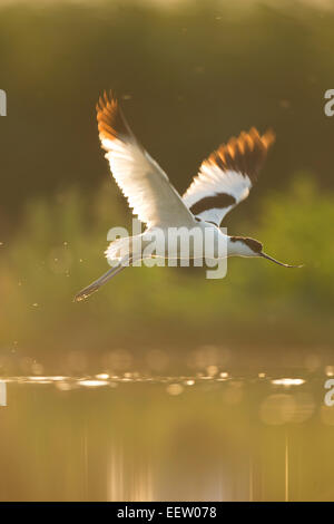 Seule Avocette Recurvirostra avosetta voler contre l'eau éclairé avec des ailes déployées Banque D'Images