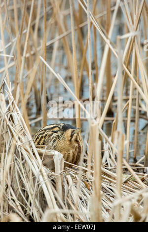 Eurasian Bittern Botaurus stellaris caché entre les roseaux bien cachés et camouflé Banque D'Images