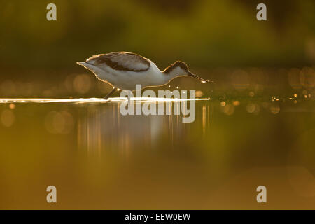 Avocette Recurvirostra avosetta se nourrir dans les eaux peu profondes en arrière allumé Banque D'Images