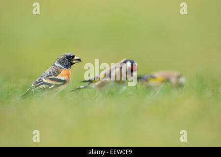 Pinson du Nord Fringilla montifringilla avec deux chardonneret en arrière-plan se nourrissant de graines dans l'herbe avec des problèmes de mise au point avant-plan Banque D'Images