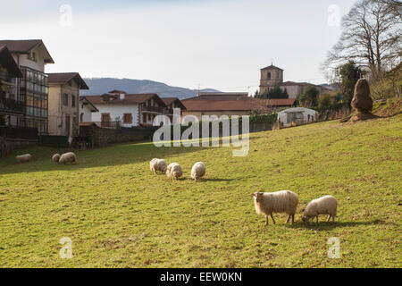 Navires dans un champ de Bera village, Navarre, Espagne Banque D'Images