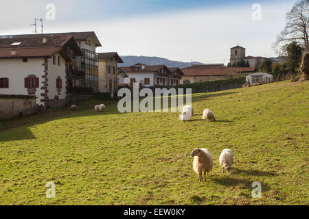 Navires dans un champ de Bera village, Navarre, Espagne Banque D'Images