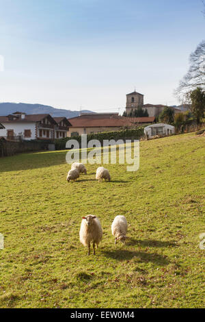 Navires dans un champ de Bera village, Navarre, Espagne Banque D'Images