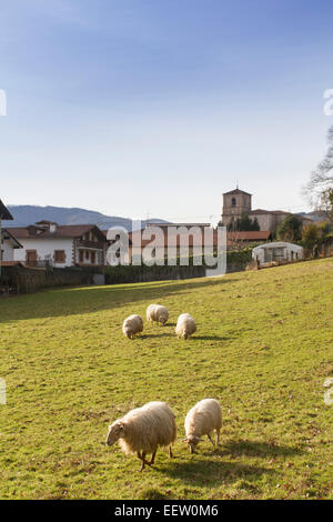 Navires dans un champ de Bera village, Navarre, Espagne Banque D'Images