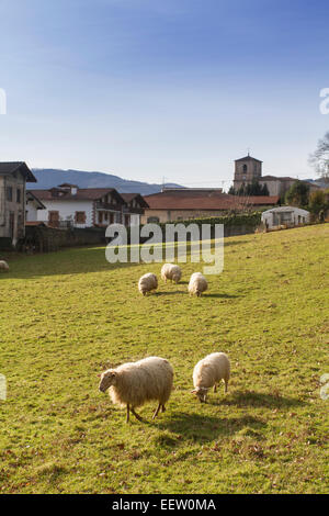 Navires dans un champ de Bera village, Navarre, Espagne Banque D'Images