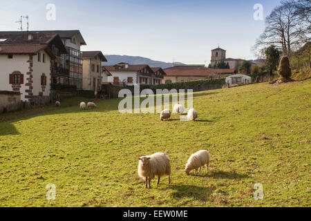 Moutons dans un champ de Bera (Navarre, Espagne, village Banque D'Images