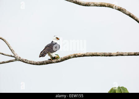 Black and white Hawk-eagle Spizaetus melanoleucus perché dans l'arbre holding Orange Parakeet Brotogeris jugularis menton en serres Banque D'Images