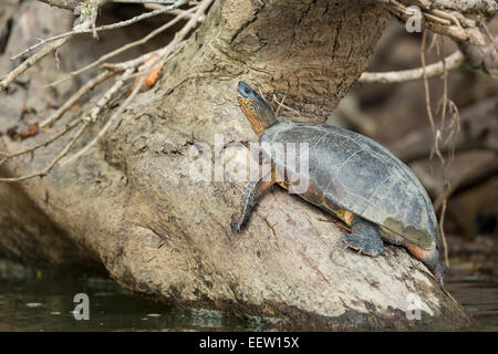 Tortue Rhinoclemmys funerea Black River reposant sur le tronc dans le Rio San Carlos, près de Boca Tapada, Costa Rica, février, 2014. Banque D'Images