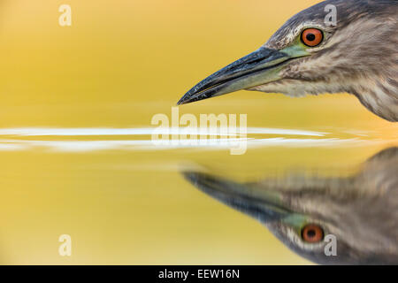 Juvenile Bihoreau gris Nycticorax nycticorax se nourrir dans les eaux peu profondes du lac, Csaj, Pusztaszer, Hongrie, juin, 2014. Banque D'Images