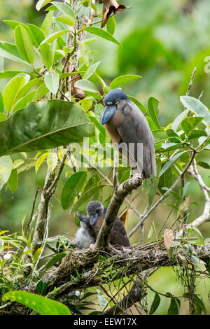 Hot Boat-billed Heron Cochlearius cochlearius sur le bord du nid avec les poussins à Boca Tapada, Janvier, 2014. Banque D'Images