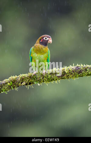 Brown-hooded Parrot Pyrilia haematotis perché sur une branche près de Boca Tapada, Costa Rica, février, 2014. Banque D'Images