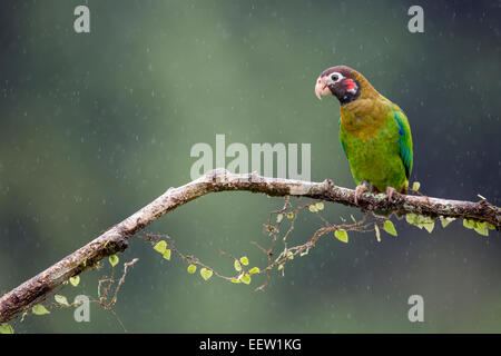 Brown-hooded Parrot Pyrilia haematotis perché sur une branche près de Boca Tapada, Costa Rica, janvier, 2014. Banque D'Images