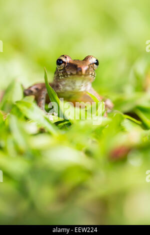 Rainette mexicaine commun Smilisca baudinii sur l'herbe près de Boca Tapada, Costa Rica, janvier, 2014. Banque D'Images