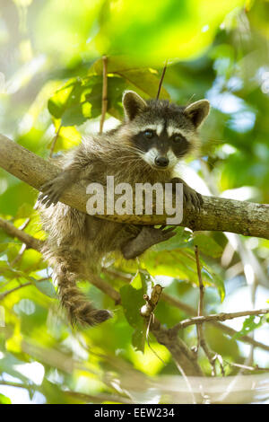 Le Raton laveur Procyon lotor bébé commun dans l'arbre près de Manzanillo, Costa Rica, mars 2014. Banque D'Images