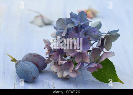 Deux prunes avec fleurs d'hortensia jardin bleu monochrome Banque D'Images