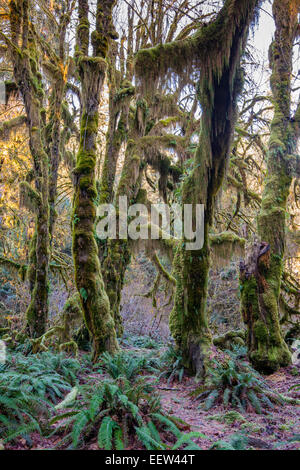 L'érable ou Acer macrophyllum, Hoh Rainforest, Olympic National Park, Washington, USA Banque D'Images