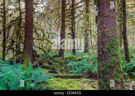 Hoh Rainforest, Olympic National Park, Washington, USA Banque D'Images