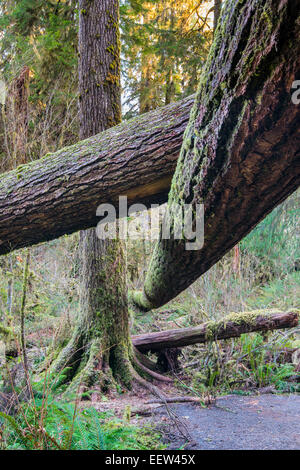 Hoh Rainforest, Olympic National Park, Washington, USA Banque D'Images