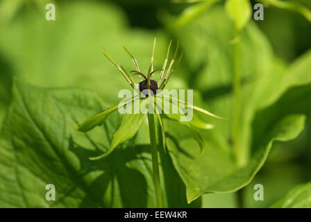 Herb Paris - Paris quadrifolia Banque D'Images