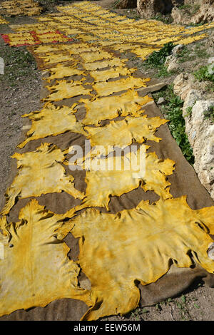 Teints de peaux d'animaux mis à sécher sur la colline au-dessus de Chouwara tannerie dans fes, Maroc Banque D'Images