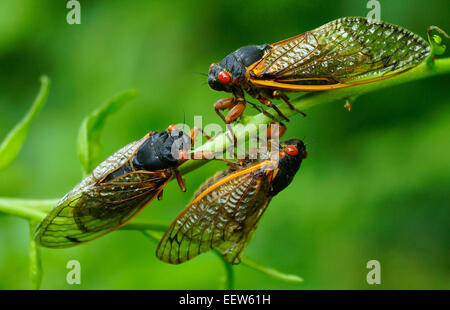 CT USA- 18 juin 2013. Trois Cigales rassembler sur une branche de Bois flotté le long Lane en Amérique du Branford, où une colonie de millions des insectes sortis de leur sommeil de 17 ans, de s'accoupler et de démarrer le cycle de nouveau. Banque D'Images