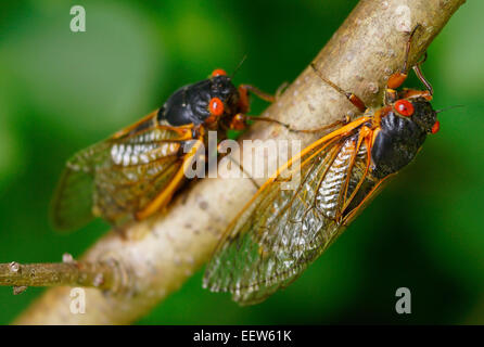 Branford CT USA le 18 juin 2013. Deux Cigales rassembler sur une branche de Bois flotté le long Lane en Amérique du Branford, où une colonie de millions des insectes sortis de leur sommeil de 17 ans, de s'accoupler et de démarrer le cycle de nouveau. Banque D'Images