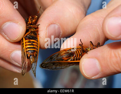 Branford CT USA le 18 juin 2013. Laurent Gall, Ph.D., de la Yale Peabody Museum, regarde deux Cigales, un homme et une femme, le long du bois flotté Lane à North Branford. Une colonie de millions des insectes sortis de leur sommeil de 17 ans, de s'accoupler et de démarrer le cycle de nouveau. Banque D'Images