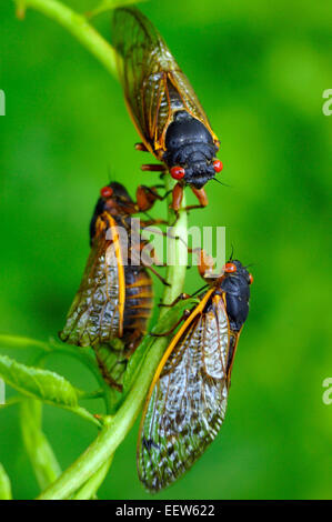 CT USA le 18 juin 2013. Trois Cigales rassembler sur une branche de Bois flotté le long Lane en Amérique du Branford, où une colonie de millions des insectes sortis de leur sommeil de 17 ans, de s'accoupler et de démarrer le cycle de nouveau. Banque D'Images