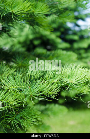 Les jeunes pousses sur les branches de l'épinette, close-up Banque D'Images