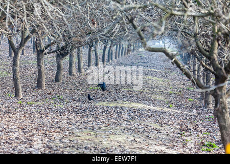 Deux corbeaux dans un verger de noyers à Modesto dans la vallée centrale de Californie Banque D'Images