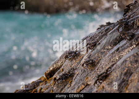 Les vagues se briser sur les crabes sur un mur Banque D'Images