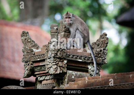 Un singe macaque à Ubud, Bali, Indonésie Banque D'Images