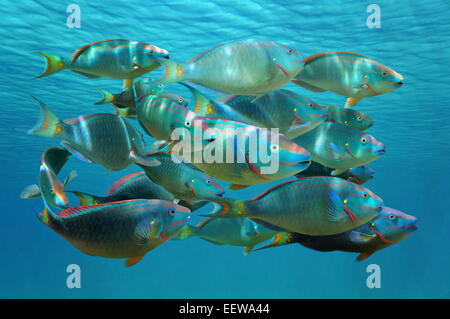 Banc de poissons tropicaux colorés, feu le perroquet en phase terminale, sous la surface de l'eau, mer des Caraïbes Banque D'Images