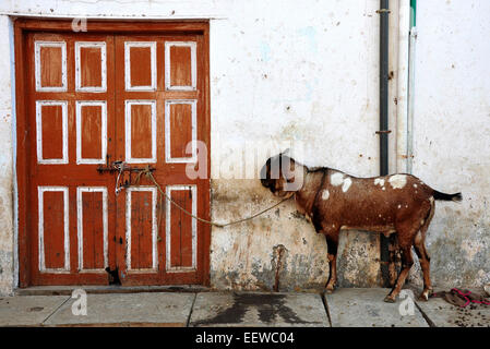 Bouc attaché à une porte dans le bidonville de Dharavi, Mumbai - centre de l'industrie de la production de cuir Banque D'Images