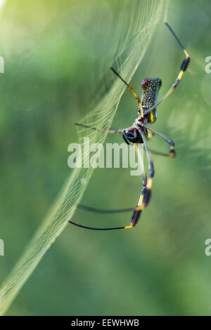 Araignée Nephila clavipes Globe Doré dans web près de Boca Tapada, Costa Rica, février, 2014. Banque D'Images
