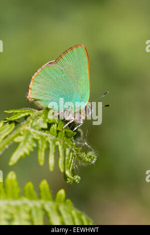 Green Hairstreak Callophrys rubi butterfly se percher sur la fin de fougère (Pteridium aquilinum), Malvern HIlls, Worcestershire Banque D'Images